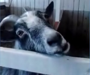 goat_begging