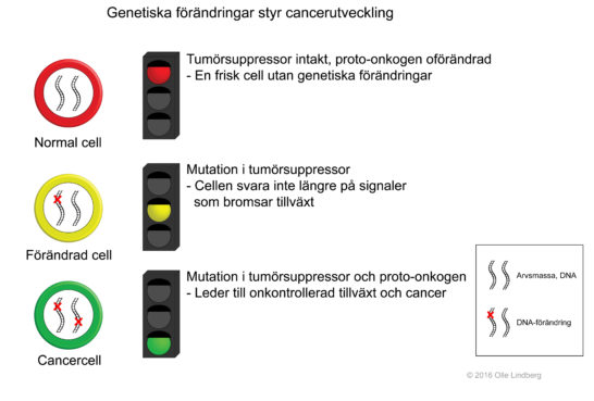 Cancerutveckling 1 Lindberg